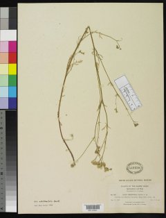 http://collections.mnh.si.edu/search/botany/?irn=2137872