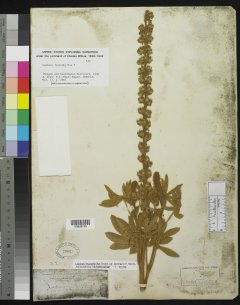 http://collections.mnh.si.edu/search/botany/?irn=2876250