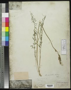 http://collections.mnh.si.edu/services/media.php?env=botany&irn=10213148