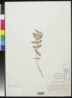 http://collections.mnh.si.edu/search/botany/?irn=2114473