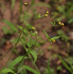 http://www.zimbabweflora.co.zw/speciesdata/images/16/160710-4.jpg