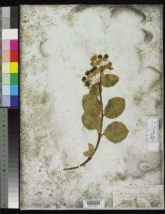 http://collections.mnh.si.edu/services/media.php?env=botany&irn=10130790