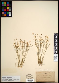 http://collections.mnh.si.edu/search/botany/?irn=10775205