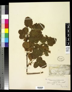 http://collections.mnh.si.edu/search/botany/?irn=10817480