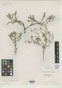 http://collections.mnh.si.edu/services/media.php?env=botany&irn=10126737