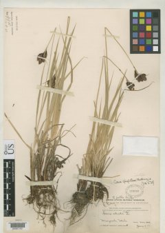 http://collections.mnh.si.edu/search/botany/?irn=2099583