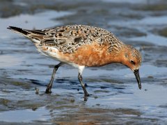 http://commons.wikimedia.org/wiki/File:Red_Knot_2012e_RWD.jpg