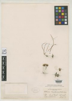 http://collections.mnh.si.edu/search/botany/?irn=2085659