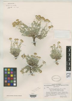 http://collections.mnh.si.edu/services/media.php?env=botany&irn=10100828