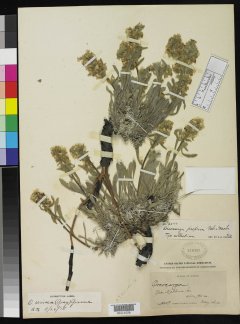 http://collections.mnh.si.edu/services/media.php?env=botany&irn=10110863