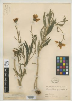 http://collections.mnh.si.edu/search/botany/?irn=2141806