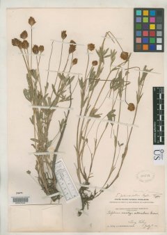 http://collections.mnh.si.edu/search/botany/?irn=2153646
