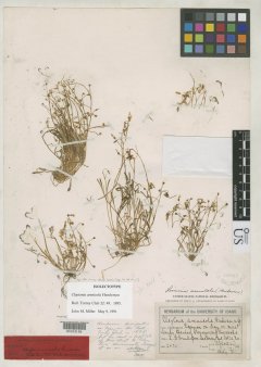 http://collections.mnh.si.edu/search/botany/?irn=10077250
