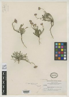 http://collections.mnh.si.edu/search/botany/?irn=2109927