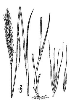 http://plants.usda.gov/java/largeImage?imageID=elma9_001_avd.tif