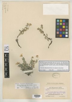 http://collections.mnh.si.edu/search/botany/?irn=2162154