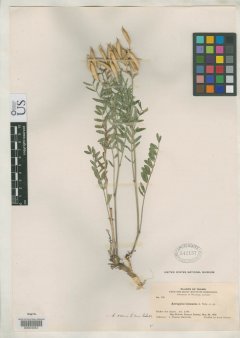 http://collections.mnh.si.edu/services/media.php?env=botany&irn=10104471