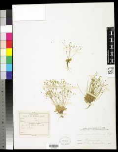 http://collections.mnh.si.edu/search/botany/?irn=10816548