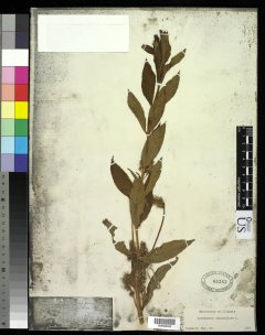 http://collections.mnh.si.edu/services/media.php?env=botany&irn=10214802