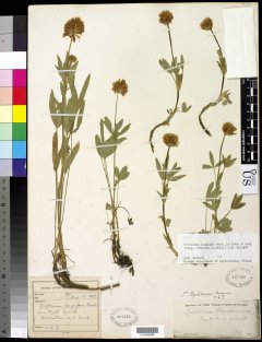 http://collections.mnh.si.edu/search/botany/?irn=10585827