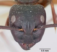 http://www.antweb.org/description.do?genus=camponotus&name=maccooki&rank=species