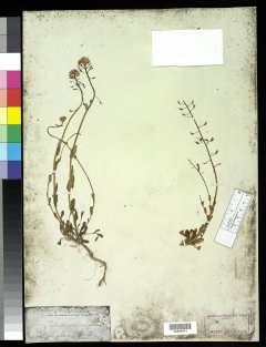 http://collections.mnh.si.edu/search/botany/?irn=10058342