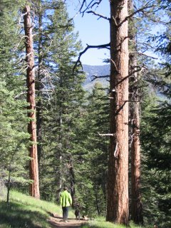 http://commons.wikimedia.org/wiki/File:Pinus_ponderosa_brachyptera_forest2.jpg