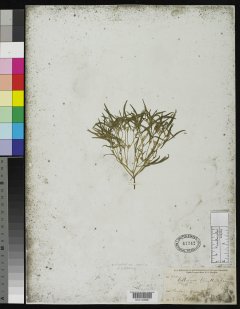 http://collections.mnh.si.edu/search/botany/?irn=2142251