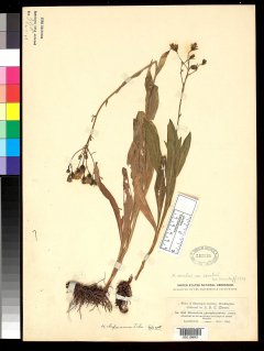 http://collections.mnh.si.edu/search/botany/?irn=2112382