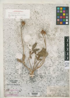http://collections.mnh.si.edu/search/botany/?irn=2163893