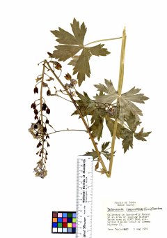 http://commons.wikimedia.org/wiki/File:Delphinium_stachydeum_(6933380831).jpg