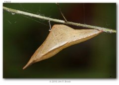 http://butterfliesofamerica.com/images/Pieridae/Pierinae/Anthocharis_sara_idc_seg/Anthocharis_sara-Isla_de_Cedros_segregate-pupa_on_Descurainia_pinnata_MX_BAJA_CA_Isle_de_Cedros_Gran_Canon_30-III-2010_2.JPG