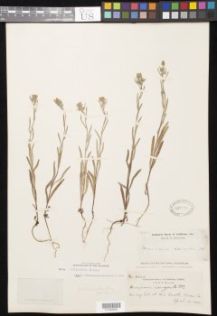 http://collections.mnh.si.edu/search/botany/?irn=10814855