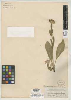 http://collections.mnh.si.edu/search/botany/?irn=2126109