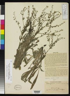 http://collections.mnh.si.edu/search/botany/?irn=2131741