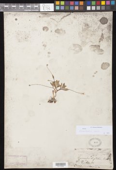 http://collections.mnh.si.edu/search/botany/?irn=10803159