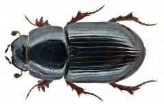 https://www.flickr.com/photos/coleoptera-us/15098840787/