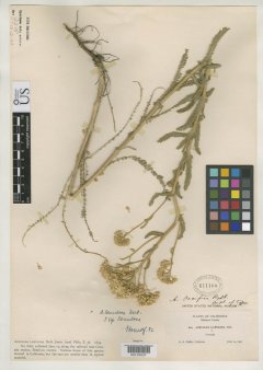 http://collections.mnh.si.edu/search/botany/?irn=2146125