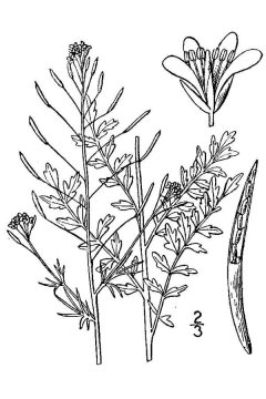 http://plants.usda.gov/java/largeImage?imageID=soin3_001_avd.tif