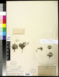 http://collections.mnh.si.edu/search/botany/?irn=10819087