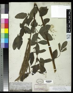 http://collections.mnh.si.edu/search/botany/?irn=10059538