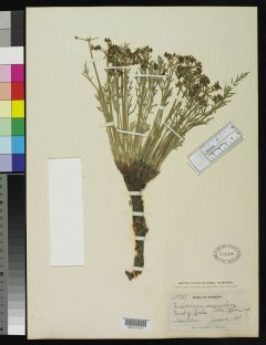 http://collections.mnh.si.edu/services/media.php?env=botany&irn=10068829