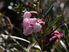 http://www.biopix.com/bog-rosemary-andromeda-polifolia_photo-22352.aspx