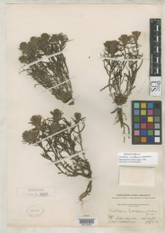 http://collections.mnh.si.edu/search/botany/?irn=2104261