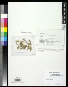 http://collections.mnh.si.edu/services/media.php?env=botany&irn=10090985