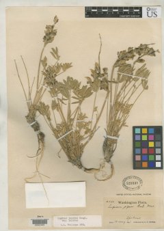 http://collections.mnh.si.edu/search/botany/?irn=2104891
