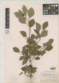 http://collections.mnh.si.edu/search/botany/?irn=2138678
