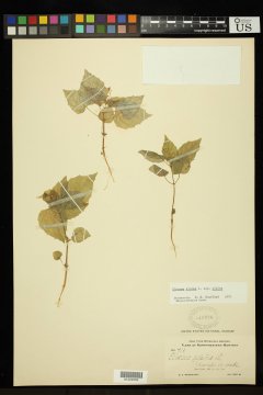 http://collections.mnh.si.edu/search/botany/?irn=11183645