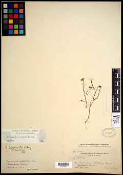 http://collections.mnh.si.edu/search/botany/?irn=10682843