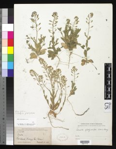 http://collections.mnh.si.edu/search/botany/?irn=10151279